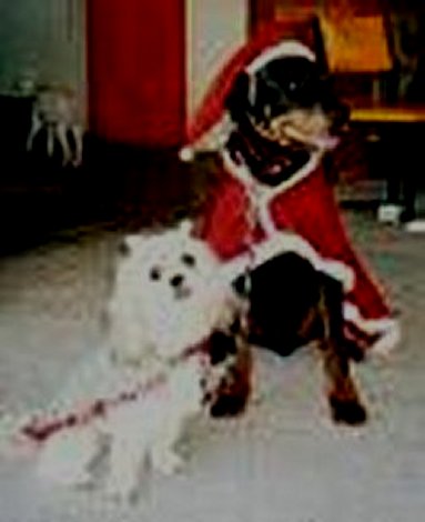 Images/Santa Paws.jpg